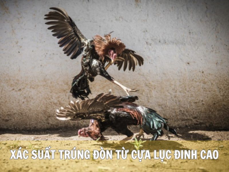 Xác Suất Trúng Đòn Từ Cựa Lục Đinh Luôn Cao